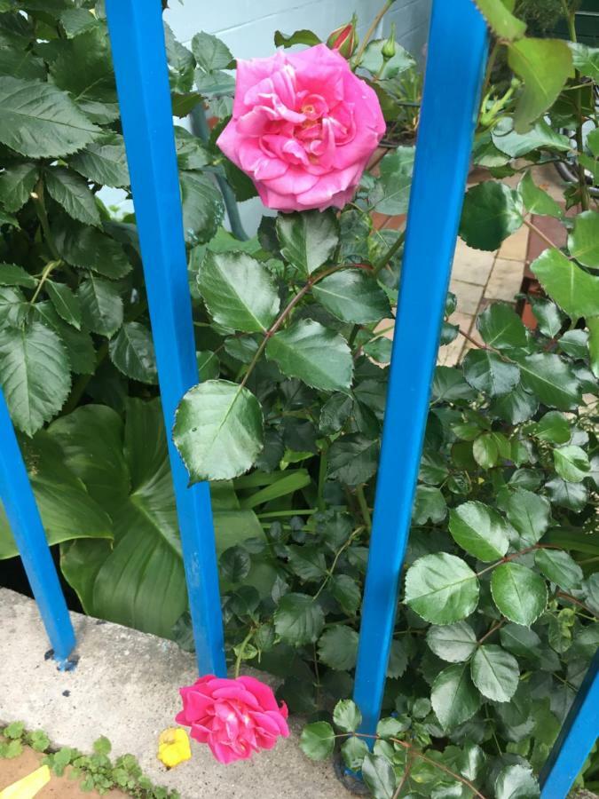 Avoca Villa Guest House Saint Helier Jersey Esterno foto